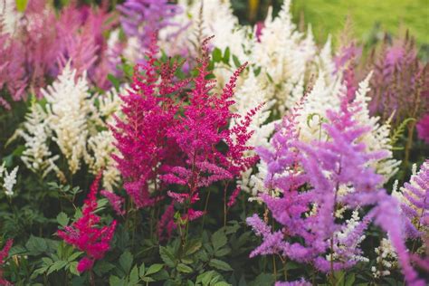 Astilbe Entretien Fleur Et Plantation Exposition Arrosage