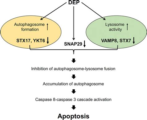 Schematic model for DEP-induced ECs apoptosis. In response to DEP ...