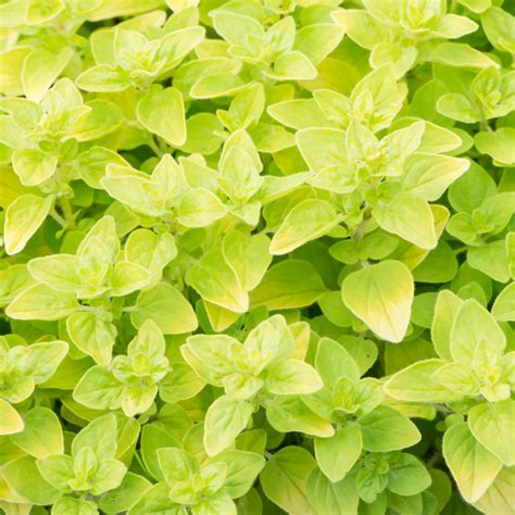 Szk Ka Bylin Dobrepole Origanum Vulgare Aureum Oregano Pospolite