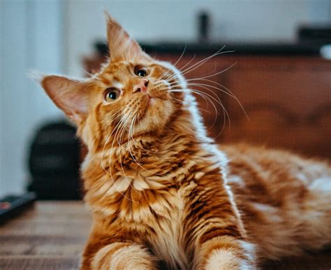 Cat Behavior Decoded: Why They Really Do That
