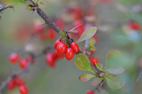 Bérbero Beréber Planta Cultivo - Foto gratis en Pixabay - Pixabay