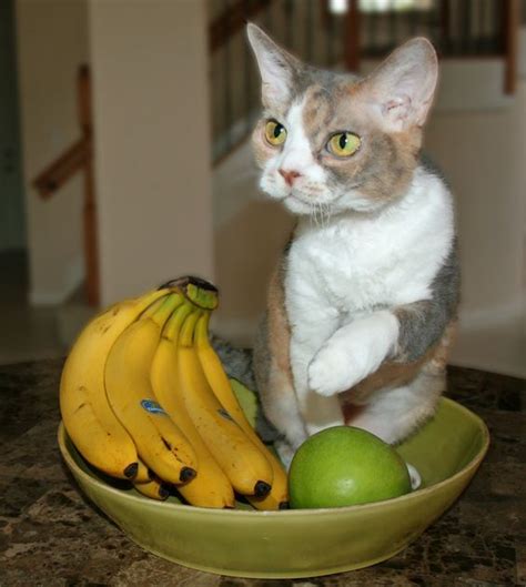 Banana Day Can Cats Eat Bananas Cattime Cats Devon Rex Cats Rex Cat