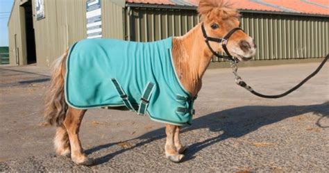 Shetland Pony Neglected For 10 Years Can Barely Walk Due To Overgrown