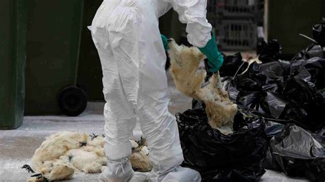 China Confirms Another Human Bird Flu Case Cgtn