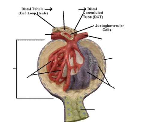 Glomerulus Diagram | Quizlet