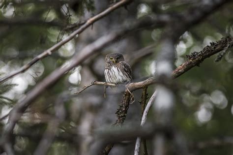 Glaucidium Passerinum Búho Pigmeo Foto gratis en Pixabay Pixabay