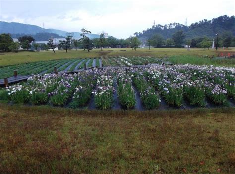 『季節のたより公園散策（）敦賀市総合運動公園花菖蒲園』敦賀福井県の旅行記・ブログ By アヤノすけさん【フォートラベル】