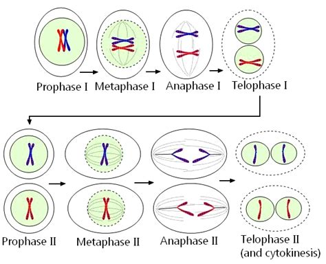 Notes Meiosis