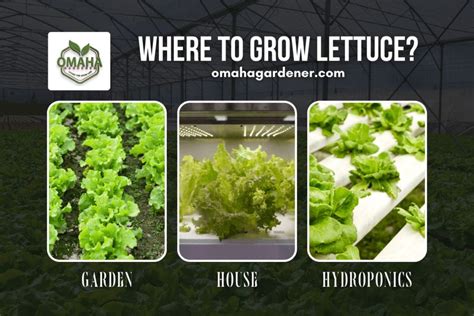 Lettuce Growing Hacks - Tips You Need To Know