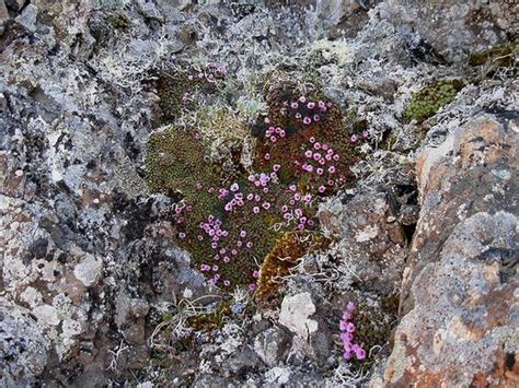 The Flowers of Kaffeklubben Island – Greenland - Atlas Obscura