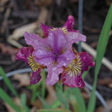 Iris Sibirica - 'Miss Apple' (Siberian Iris) – Firefly Farm and Mercantile