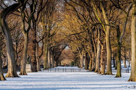 Premium Photo Snow Covered Road Amidst Trees