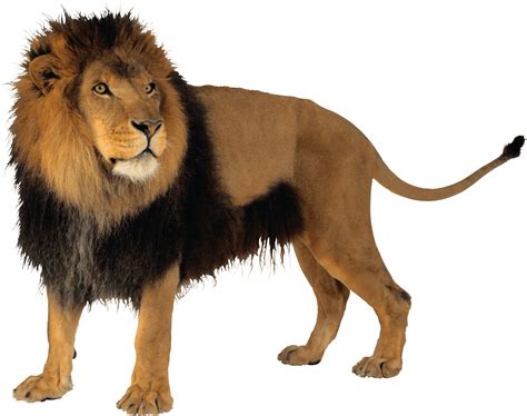 Lion Png Transparent Png Mart