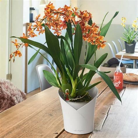 LECHUZA ORCHIDEA - кашпо с автополивом. Купить по цене 3738 рублей