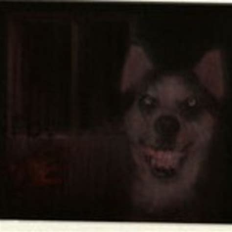 Scary Smile Dog