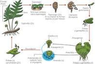 fisiología vegetal reproducción Geología y Biología