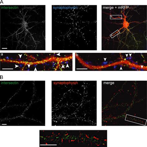 Intersectin Regulates Dendritic Spine Development And Somatodendritic