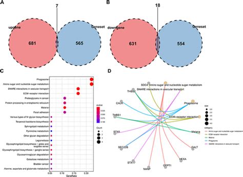 Full Article Identification And Validation Of Glycosylation Related