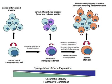 2 Epigenetic changes that accompany aging and tumorigenesis. | Download ...