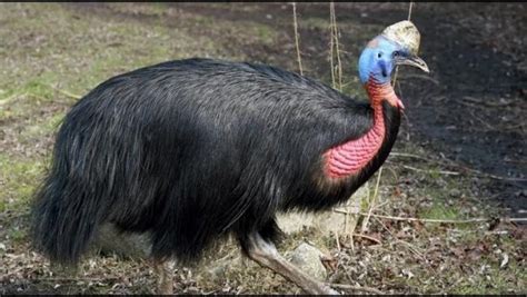 Казуар убил своего хозяина | homsk