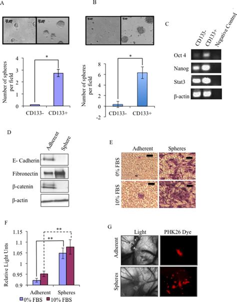 Human Glioma Cell Line Ln Atcc Bioz