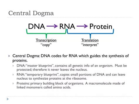 PPT - Central Dogma PowerPoint Presentation - ID:2873212