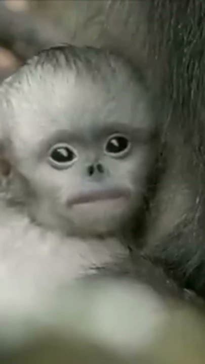 Baby Snub Nosed Monkeys Shorts Wildlife Short Youtube