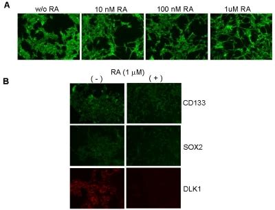 All Trans Retinoic Acid Ra Induces Neuronal Differentiation In