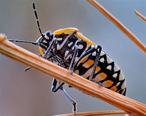 Bug Mm Harlequin Bug Murgantia Histrionica Bugguide Net