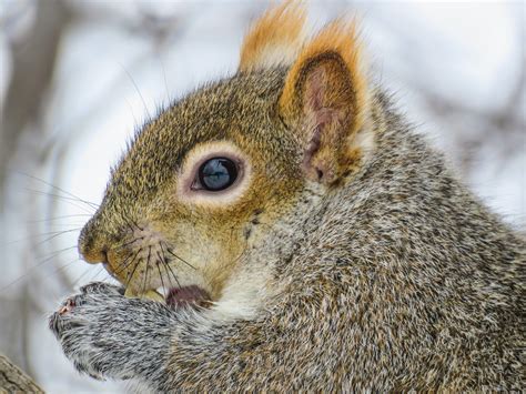 Feb 11 2017 Squirrel Kevin Van Ulden Flickr