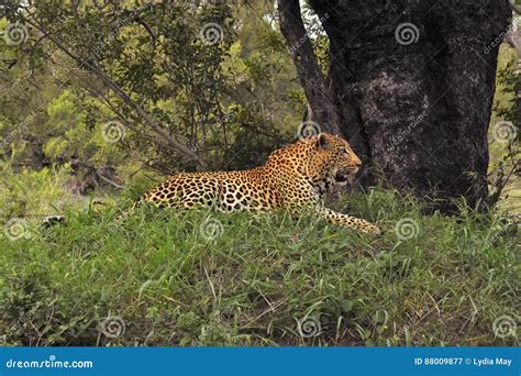 Leopard Running Stock Images - 264 Photos