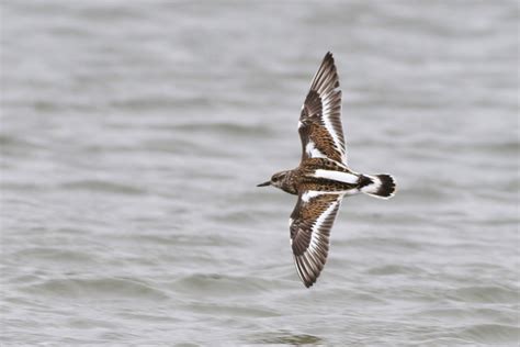 Coastal Delaware Birding Blitz – November 15th, 2014 by Alex Lamoreaux ...