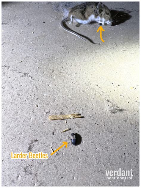 Larder Beetles - Verdant Pest Control