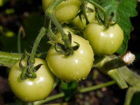 Free Images : nature, fruit, stem, flower, food, salad, green, red