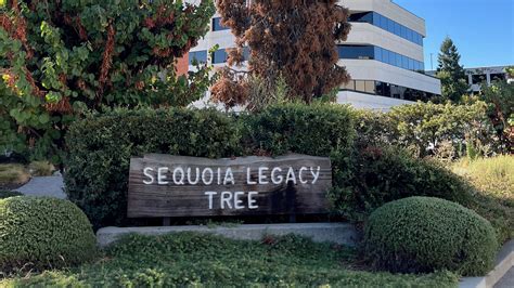 Dozens bid farewell to beloved Sequoia Legacy Tree in Visalia