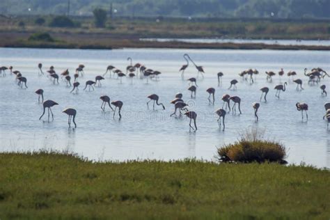 Della Pescaia Reserva Natural De Castiglione Del Maremma De Italia