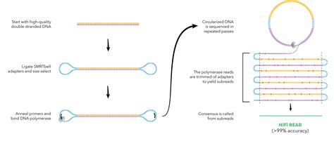 Hifi Reads With Ccs Smrt Sequencing Modes Pacbio