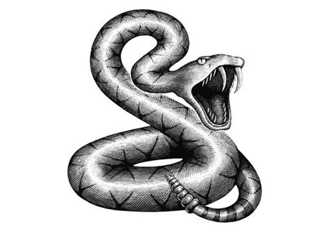 Steven Noble Illustrations: DiamondBack Snake