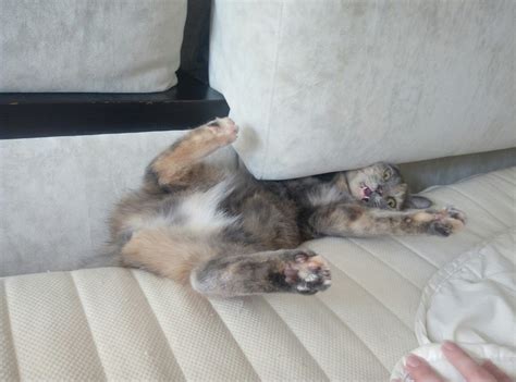 Angry cat's stomach : r/catbellies