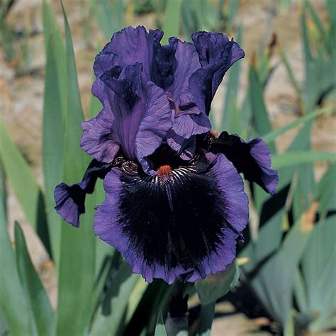 Black Bearded Iris