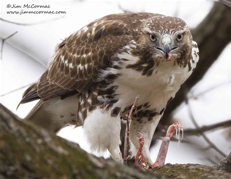 Ohio Birds and Biodiversity: Red-tailed Hawk eats Gray Squirrel!