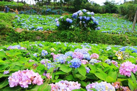 宜蘭新北繡球花景點 北宜公路上遇見最浪漫的繡球花景點 跑馬古道2019繡球花 珍太妃旅遊親子生活