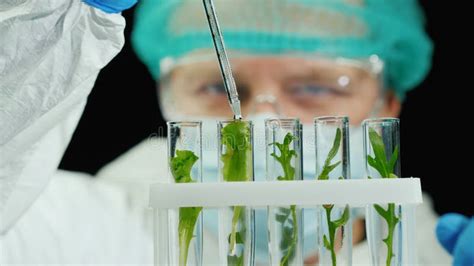 Portrait Of A Scientist Working With Plant Samples In The Lab Stock