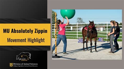 For Sale Mu Absolutely Zippin Aqha Filly Movement Video Youtube