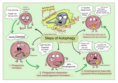 Autophagy Consuming Oneself To Save Oneself Creative Med Doses