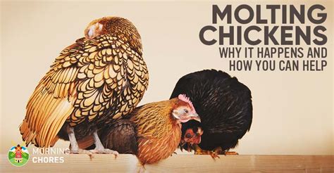 Molting Chickens Why Do Chickens Molt And How You Can Help Them