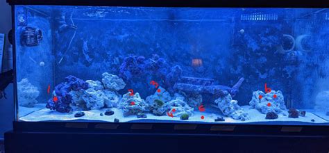 Help placing my corals, please! | Reef2Reef