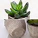 Amazon Jelofly Fake Plants Artificial Succulent Plants Assorted