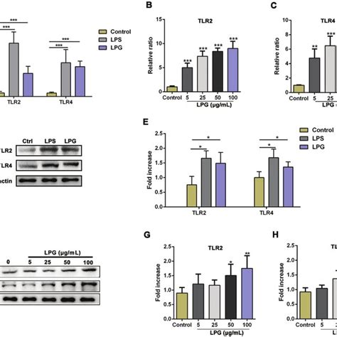 T Brucei Lpg Induces Tlr And Tlr Expression On Neutrophils A