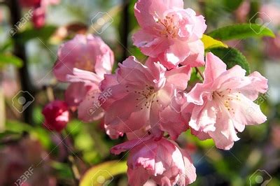 Malus Halliana Hall Crab Apple